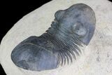 Paralejurus Trilobite Fossil - Foum Zguid, Morocco #75478-4